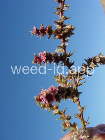 thistle, Russian